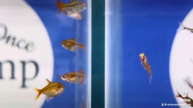 Fish, Tetra, Rasbora, Pleco смотреть онлайн