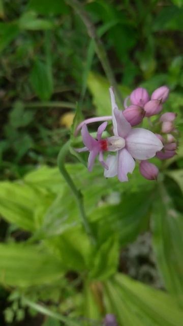Calanthe sylvatica смотреть онлайн