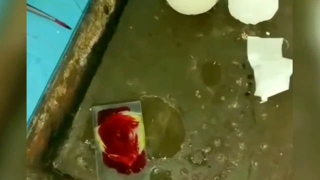 Chick Embryo Mounting Experiment 🐣