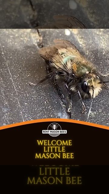 Welcome little mason bee смотреть онлайн