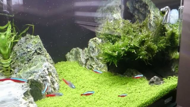 Dennerle Scapers 35 L... смотреть онлайн