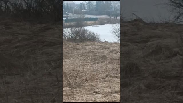 ция Ядромино