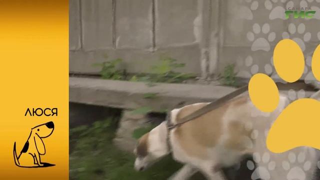 Люся ждет своего хозяина смотреть онлайн