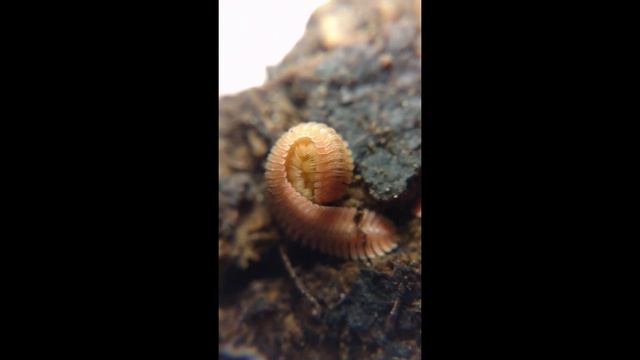 Brachycybe Feather Millipedes смотреть онлайн