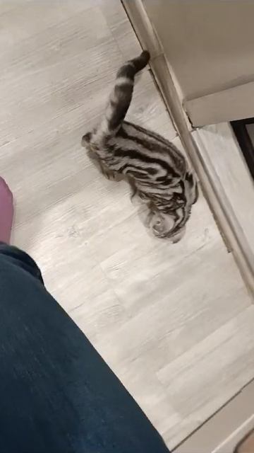 Встретила у порога