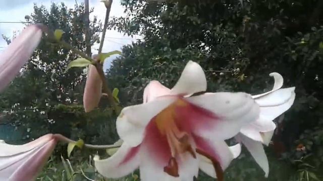 Лилия Pink Heaven Розовые Небеса смотреть онлайн