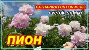 Пион Catharina Fontijn. Цветение 2022 года / Сад Ворошиловой