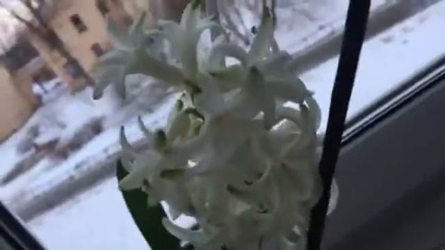 Гиацинт смотреть онлайн