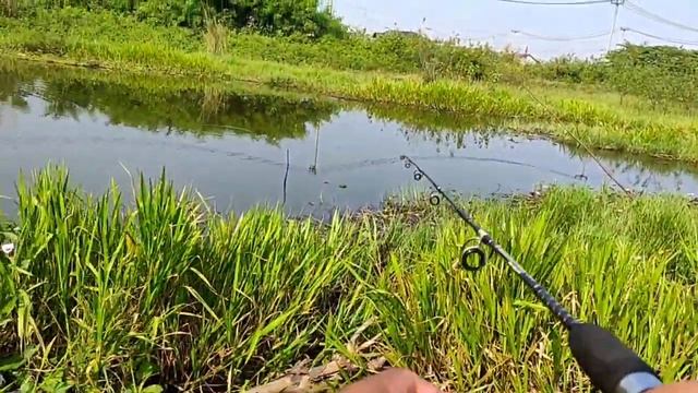 REVIEW CHEST STRAP UNTUK HP || mancing vlog modal hp смотреть онлайн