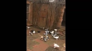 Агасиевские бойные голуби