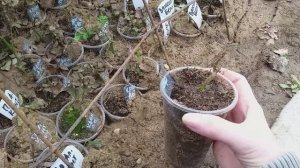 САЖЕНЦЫ РОЗ, предварительный обзор после зимы. Удовлетворительно!