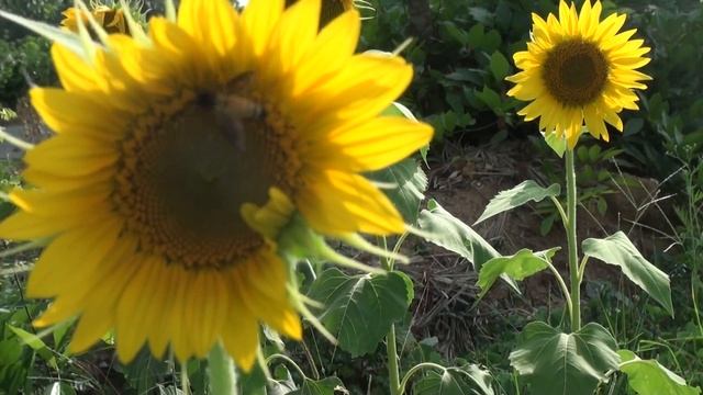 Pollination Process Sunflower and Bee смотреть онлайн