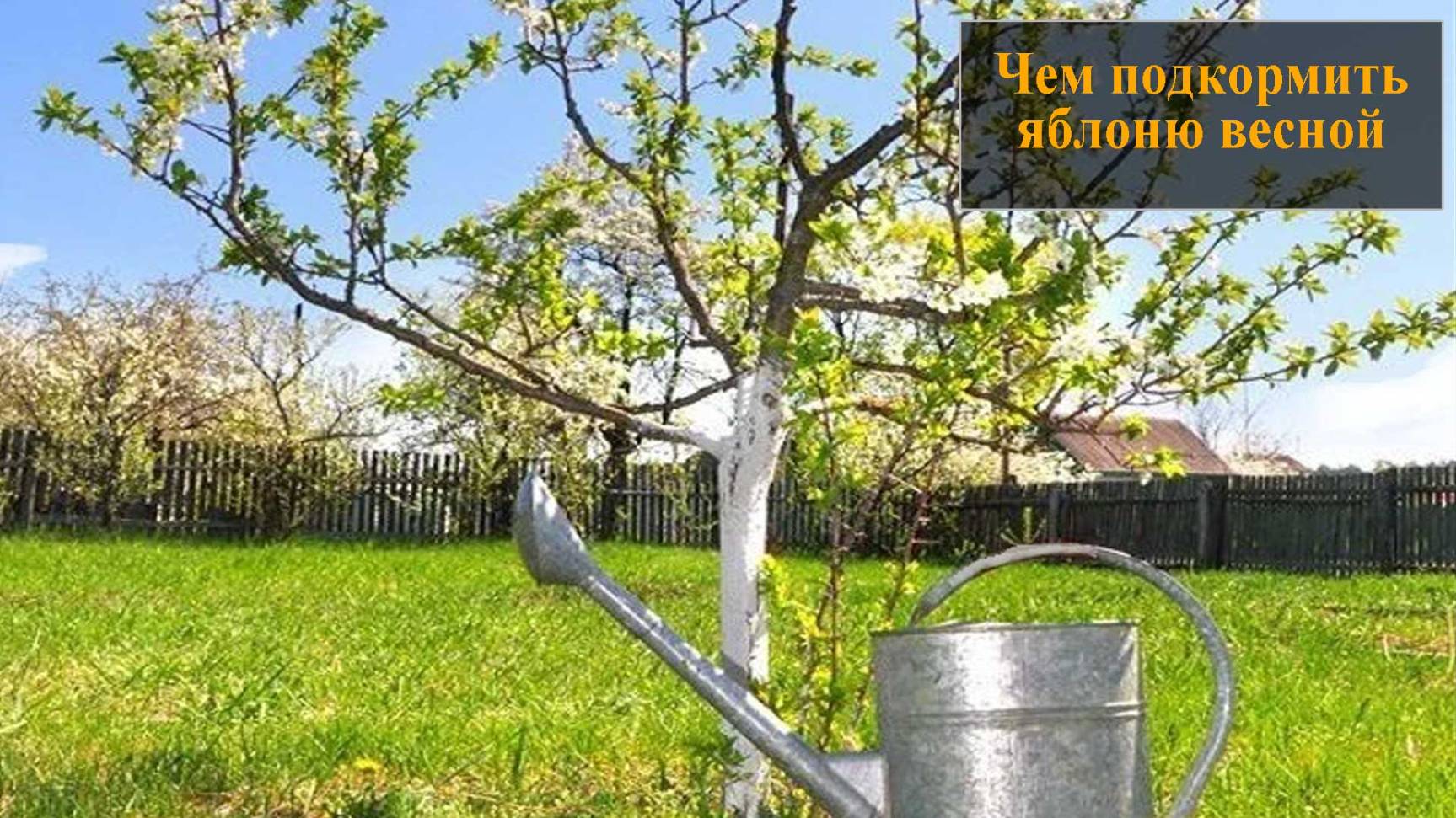 Подкормка яблонь весной смотреть онлайн