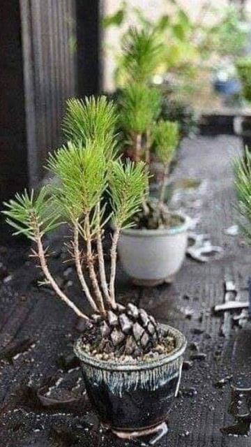 DIY Pine Cone Bonsai #shorts #viral #pine #tree