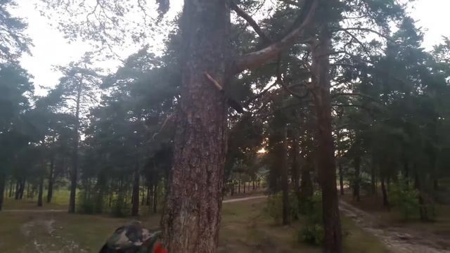 Сам ты дерево смотреть онлайн