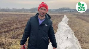 Бесшипная ежевика. Обрезка проще простого!!