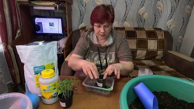 Как правильно распикировать томаты!! Корневая просто супер!! смотреть онлайн