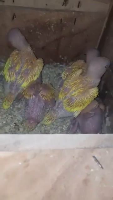 25 to 20 days old yellow ring nack baby #shorts #youtubeshorts смотреть онлайн