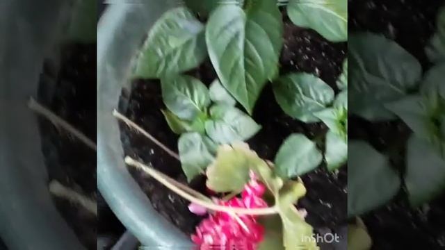 Мои растения на балконе смотреть онлайн