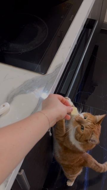 Вариант легкого завтрака🥪