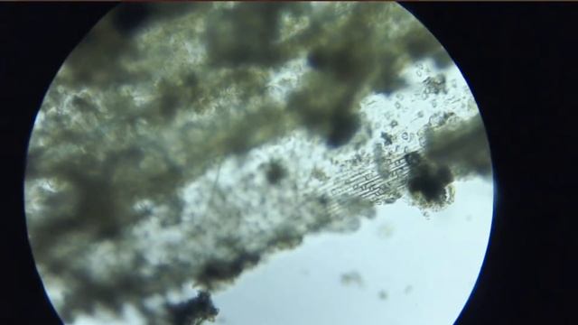 Canlı - Mikrop Yuvası - Bazı Garip Yaratıklar смотреть онлайн