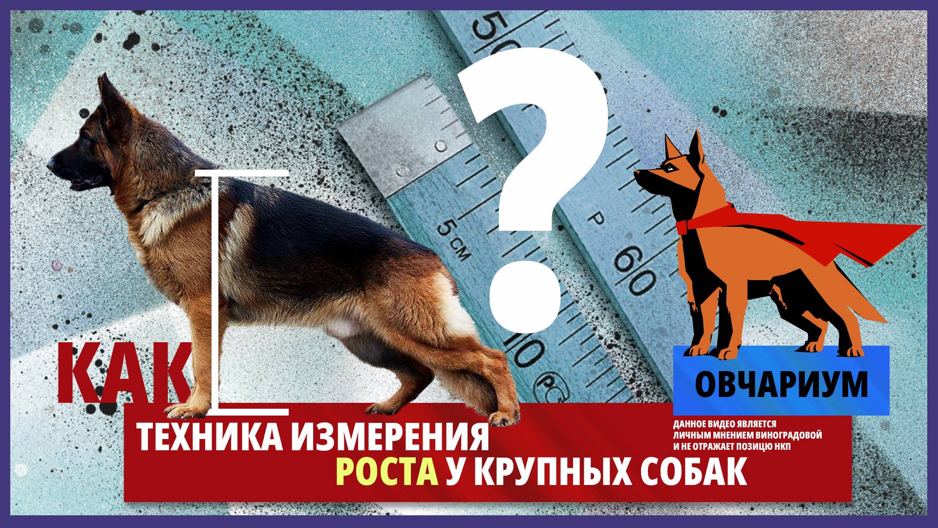 Техника измерения роста у собак. Овчариум #1. Промеры на выставках и керунгах