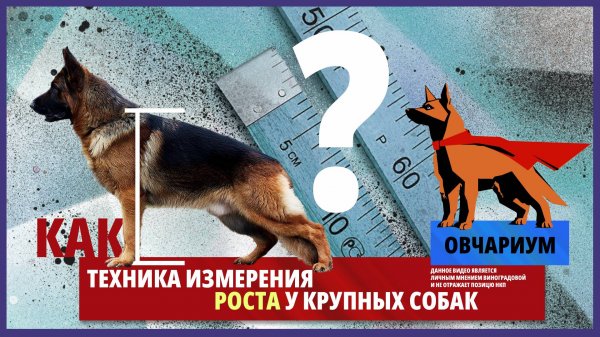 Техника измерения роста у собак. Овчариум #1. Промеры на выставках и керунгах