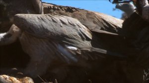 BBC: Мир с высоты птичьего полёта 5 серия «Азия и Австралия» (документальный сериал, 2011)