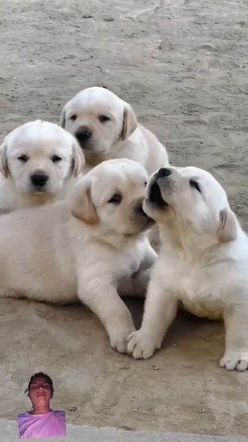 Cute Puppy Dog Lover 🐕🐕 #dog #puppy #animals #doglover