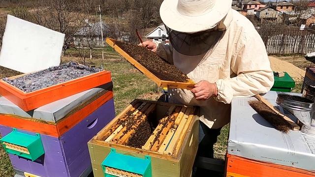 Бакфаст відстає у розвитку/Бджільництво 2022 смотреть онлайн