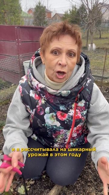 Мыши погрызли всю петрушку! Что делать!? #огород #дача #мыши #дачныйсезон смотреть онлайн