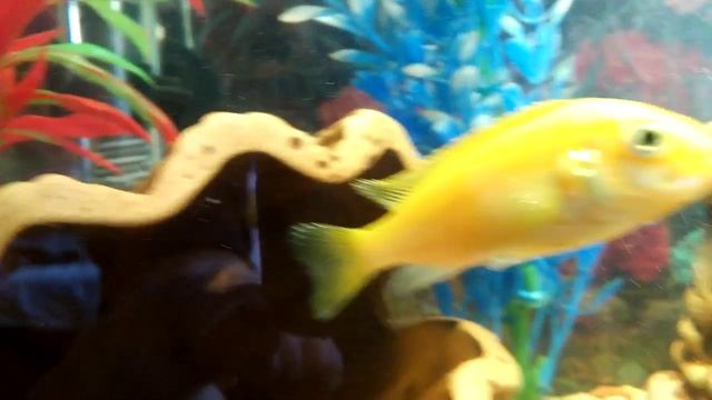 Аквалиум смотреть онлайн