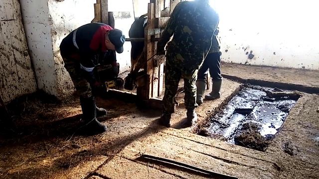 Чистка копыт у коровы смотреть онлайн