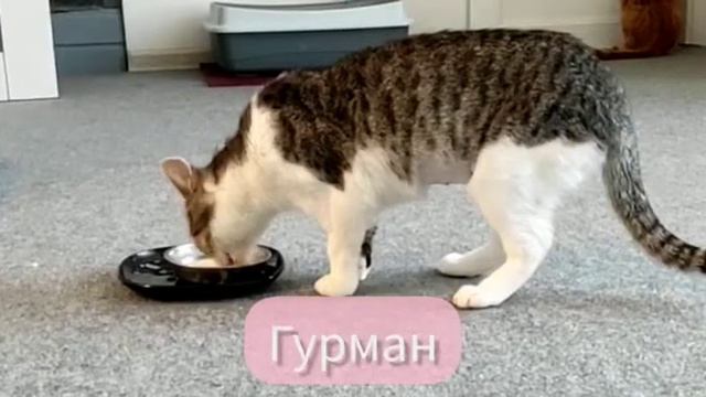 50 оттенков Никиши смотреть онлайн