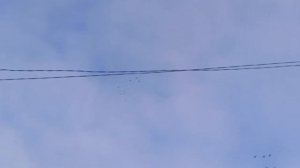 Бакинские голуби Бугай Алика в Москве!