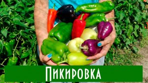 Как правильно пикировать перец? Два или один? Объем стакана?