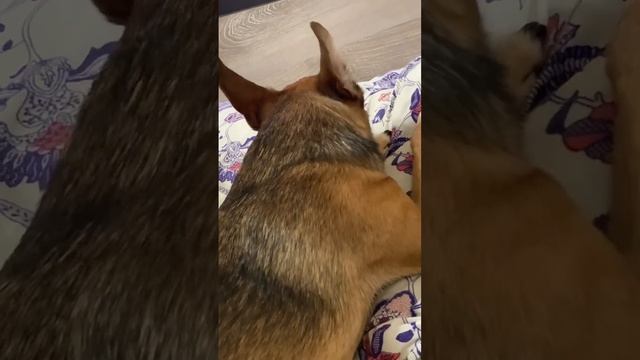 Лижет подушку смотреть онлайн