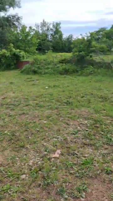 Жеребец знакомится с новой кобылой #horse #топ #stallion #animals #love смотреть онлайн