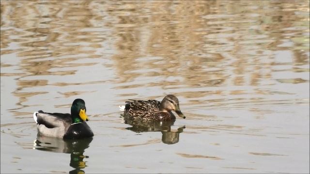 Утки на пруду.