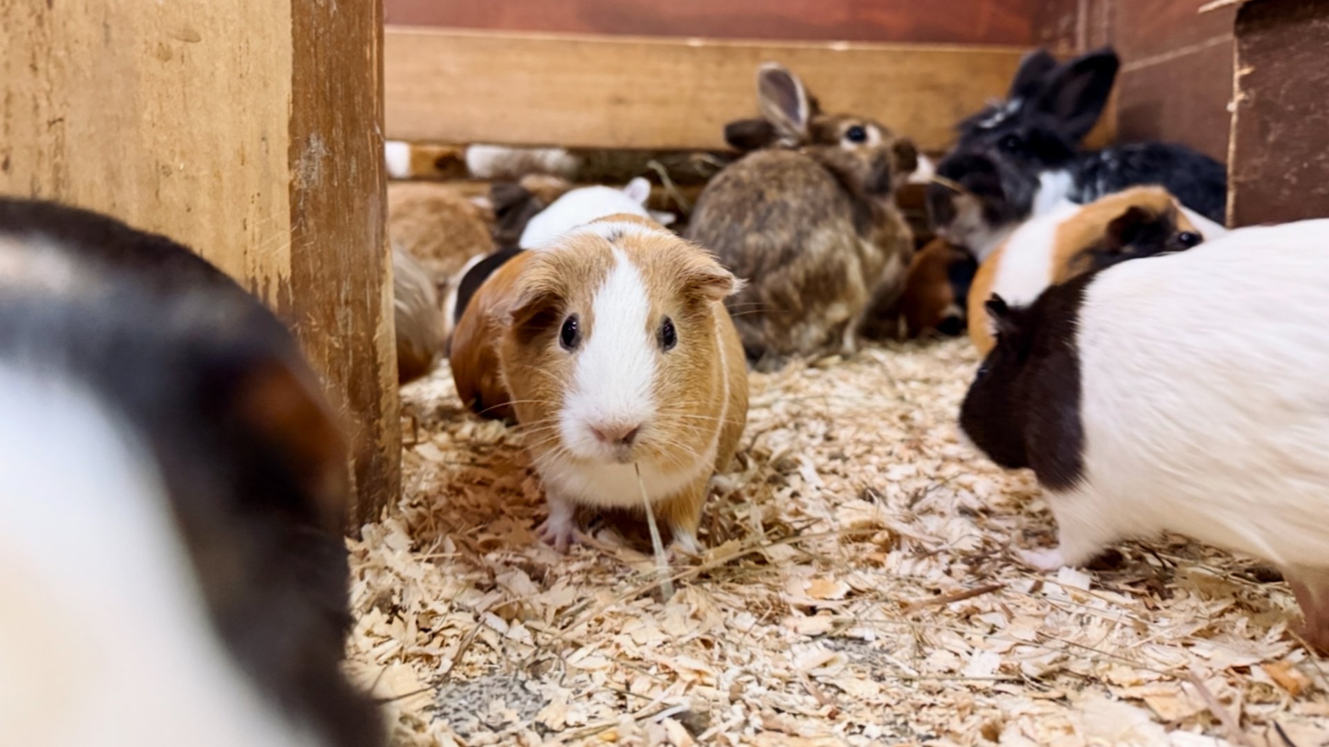 Зоодом в парке развлечений «Сказка»