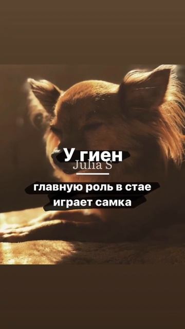 Интересные факты, о которых ты не знал(а) #Shorts смотреть онлайн