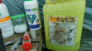 Правильное применение Тура,для мощной ранней кисти,и дружного цветения