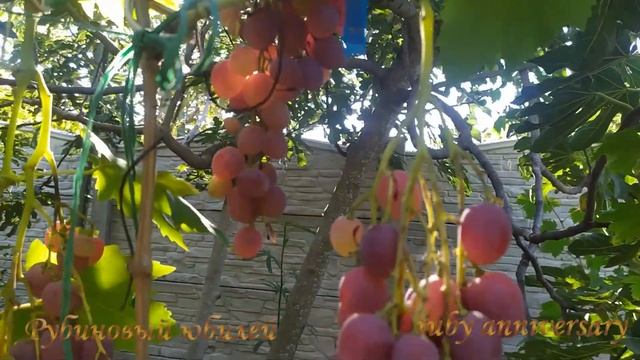 Обзор поздних сортов виноградаOverview of late grape varieties смотреть онлайн