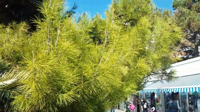 Сочи в октябре смотреть онлайн