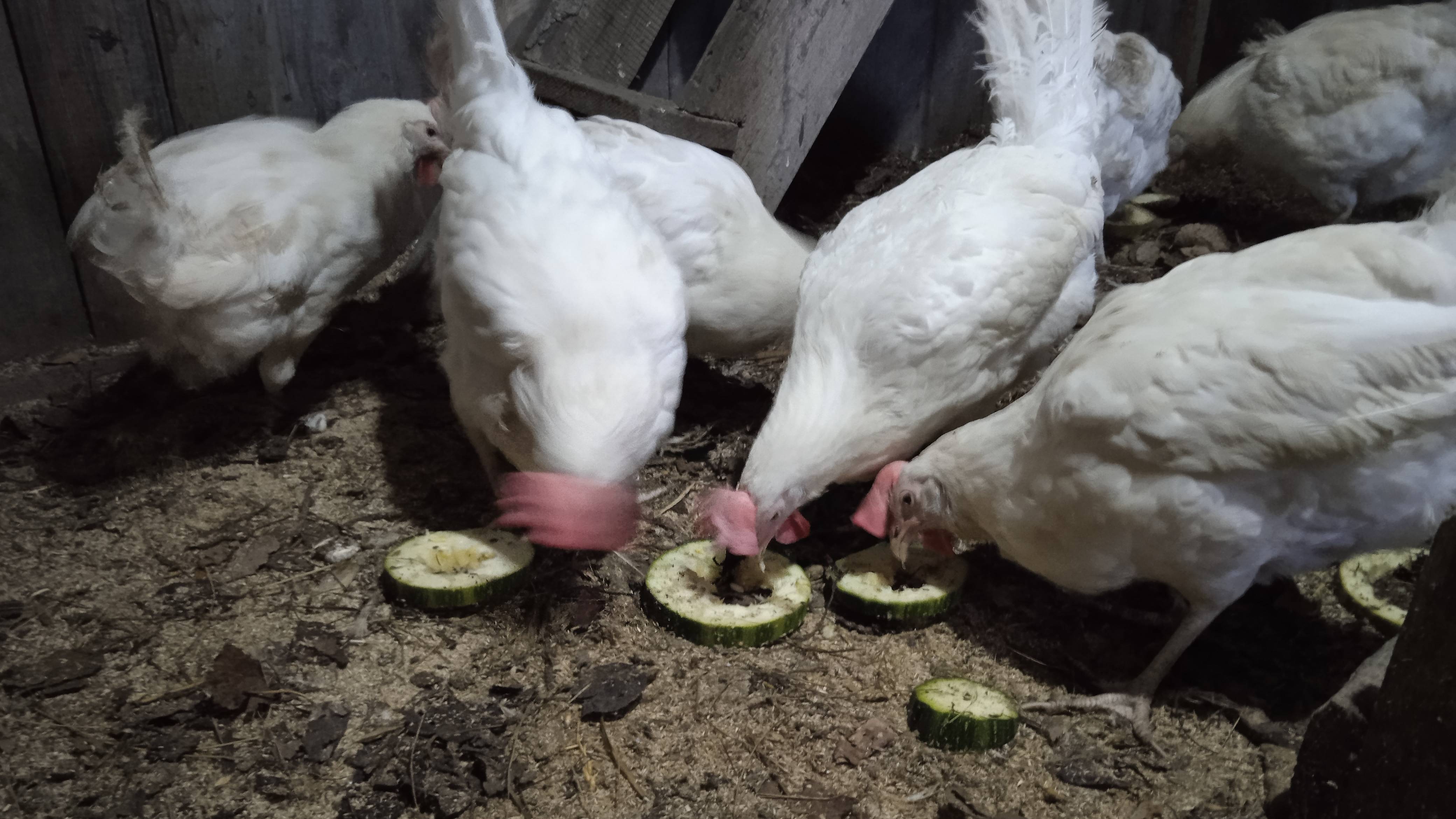 Вкусняшки для кур смотреть онлайн