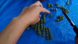 Crassula Marnieriana | baby's necklace | bikolanahardinera