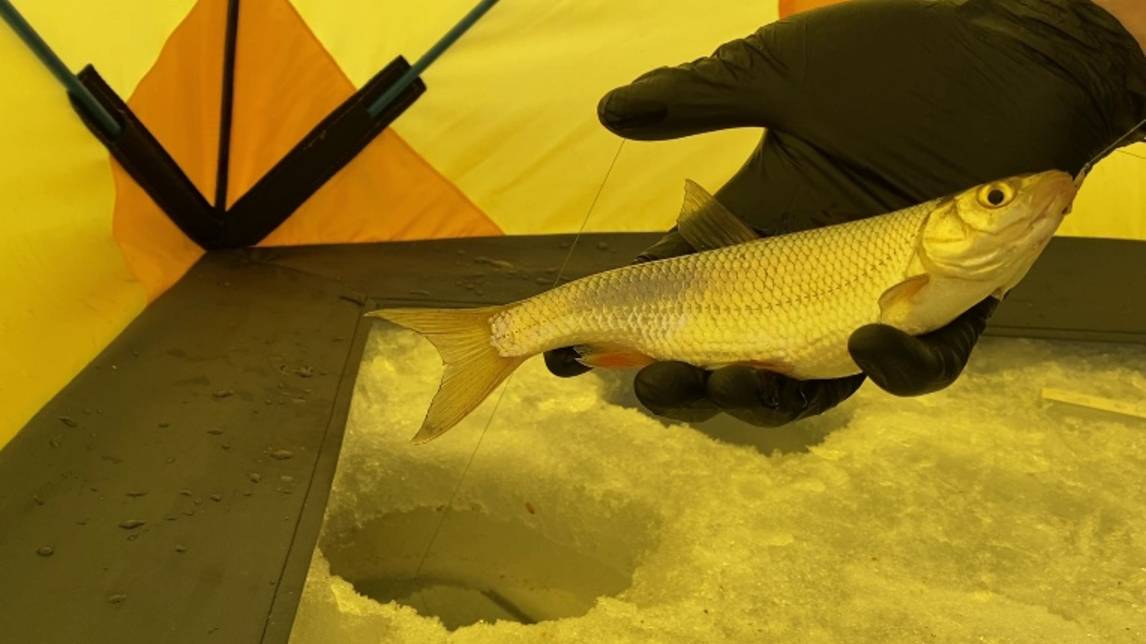 САМАЯ ЛУЧШАЯ СНАСТЬ НА ЕЛЬЦА смотреть онлайн