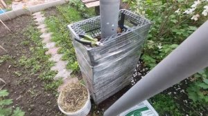 Посадка картофеля в ящики, эксперимент 2я часть