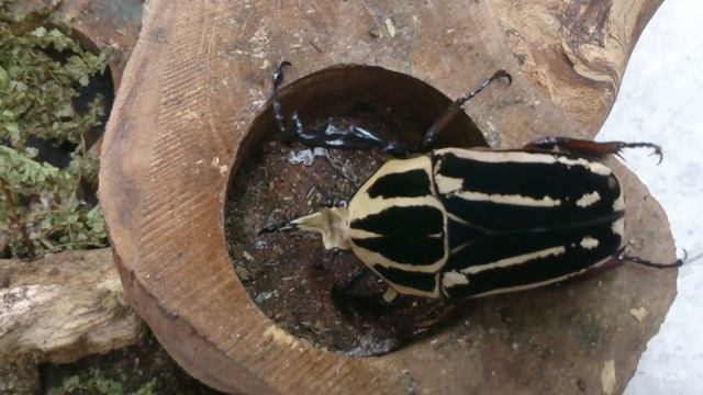 HD Mecynorhina torquata ugandensis (Black) from Kingdom of Beetle Taiwan(origin:Uganda) смотреть онлайн