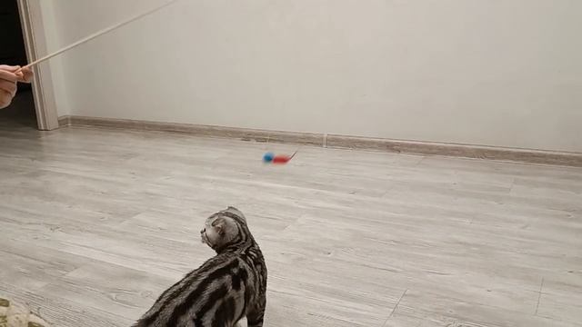 Прыжки за обсосышем